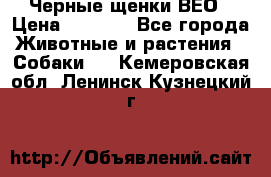 Черные щенки ВЕО › Цена ­ 5 000 - Все города Животные и растения » Собаки   . Кемеровская обл.,Ленинск-Кузнецкий г.